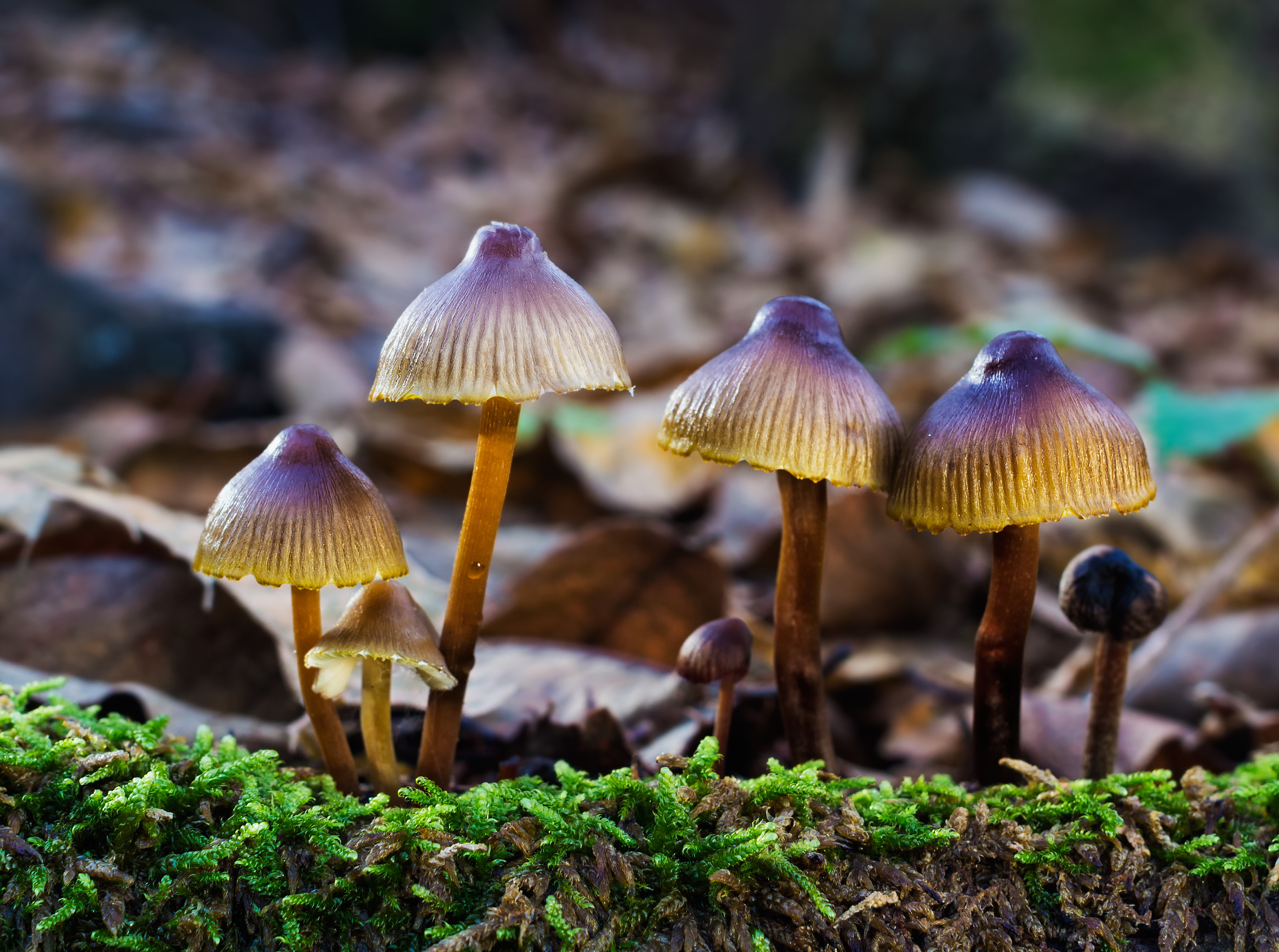 Wild psilocybin mushrooms on a forest floor